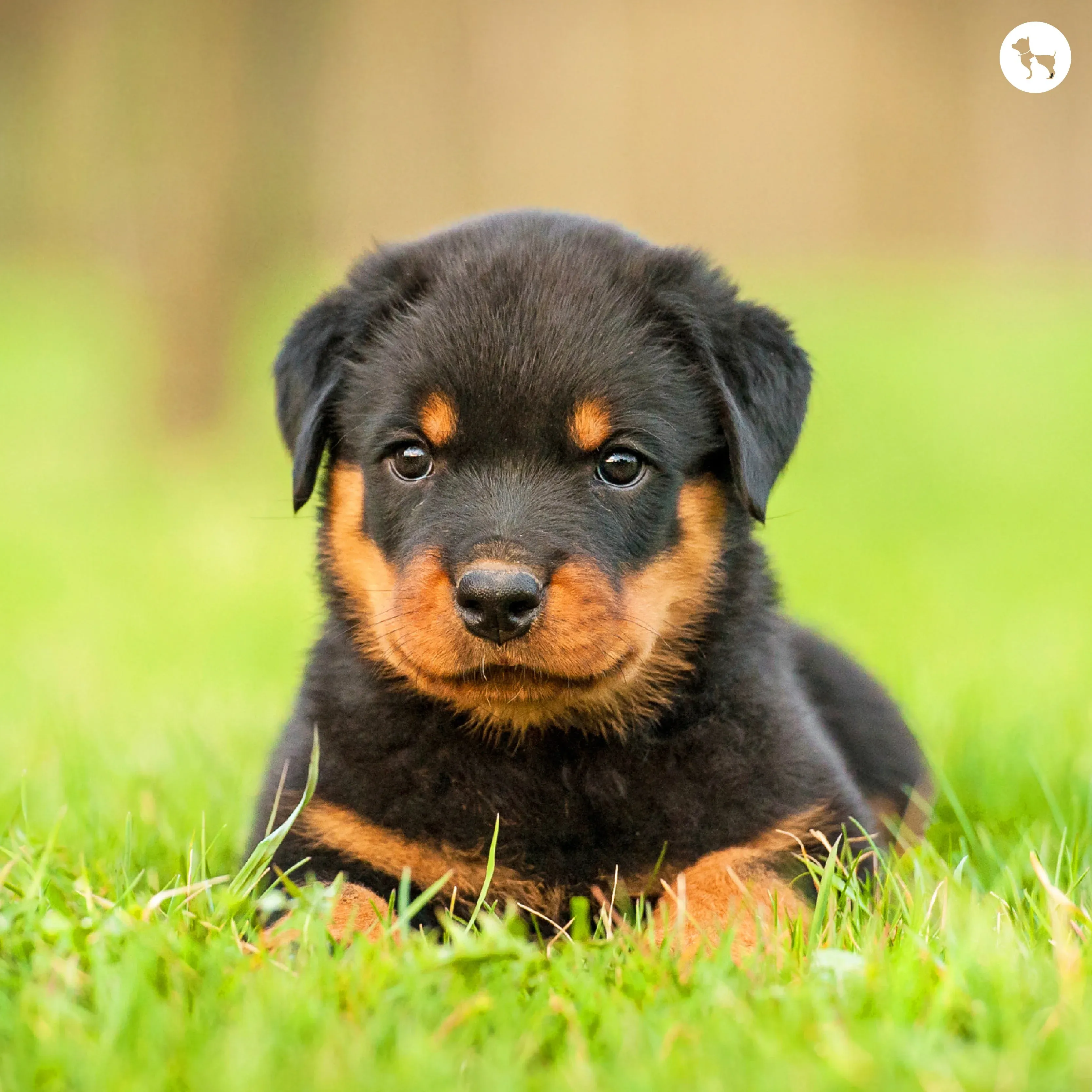 rottweiler sale in sri lanka