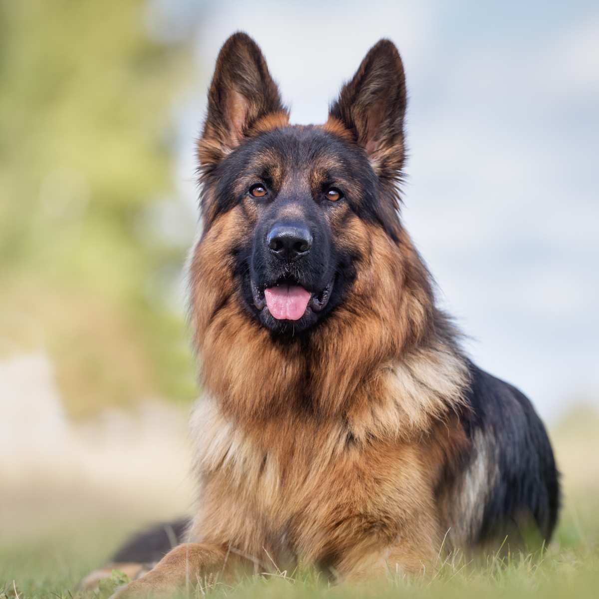 german shepherd for sale